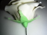 Kelchblätter an Rose