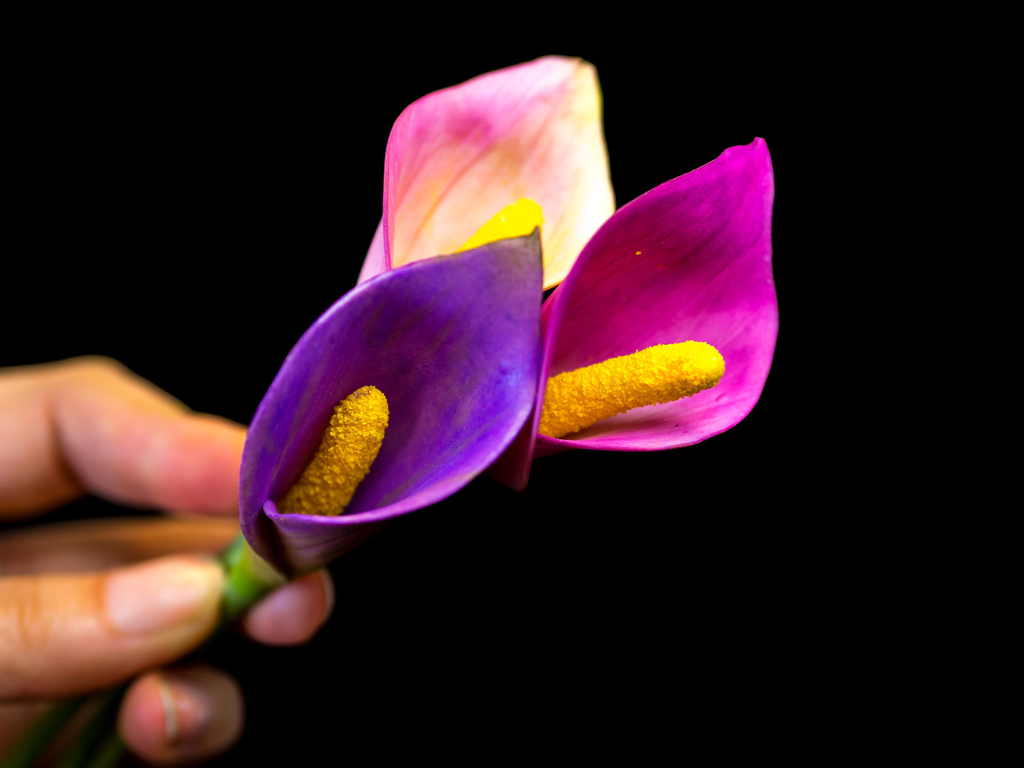 Calla Tutorial: Calla aus Blütenpaste in 7 Farbvariationen - Ofenkieker