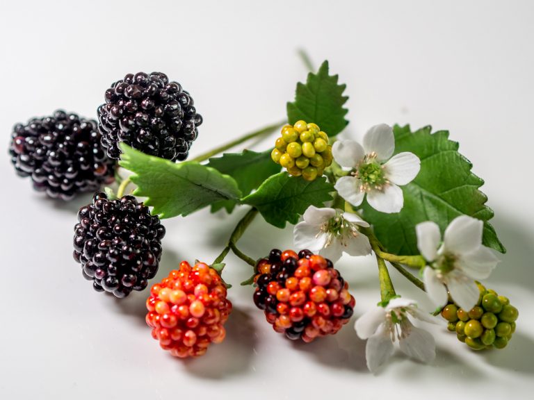 Brombeeren aus Blütenpaste inkl. Blätter und Blüten {Video}** Ofenkieker