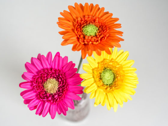 Gerbera Tutorial – bunte Blumen aus Blütenpaste {Video}